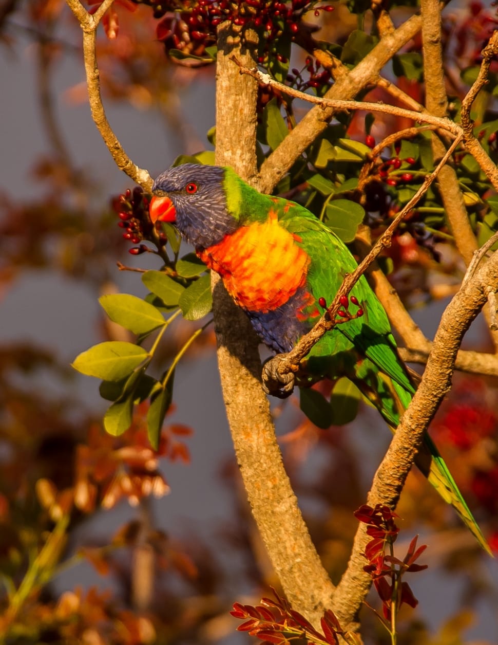 Parrot, Rainbow Lorikeet, Colourful, food and drink, branch preview