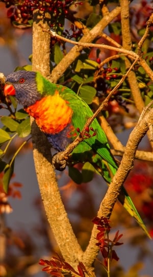 Parrot, Rainbow Lorikeet, Colourful, food and drink, branch thumbnail