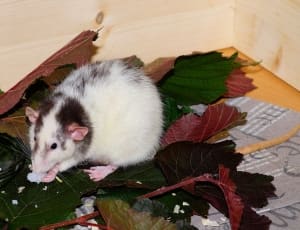white and brown rodent thumbnail