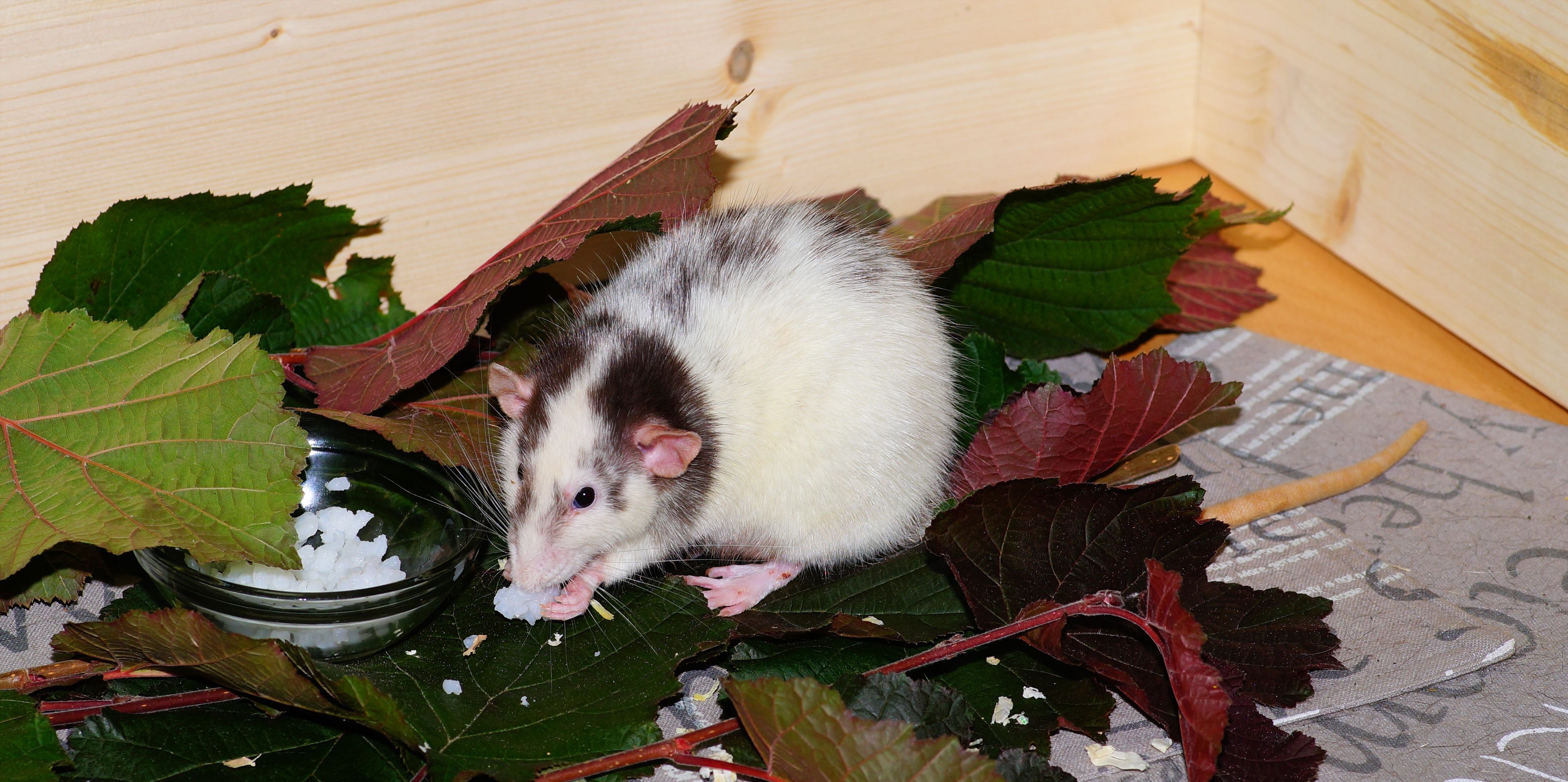white and brown rodent
