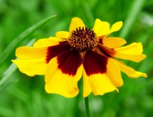 macro shot of yellow flower thumbnail
