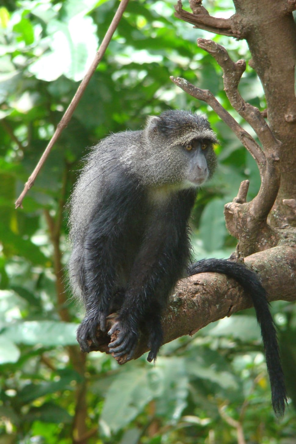 black monkey on tree branch preview