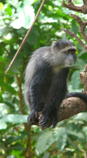 black monkey on tree branch thumbnail