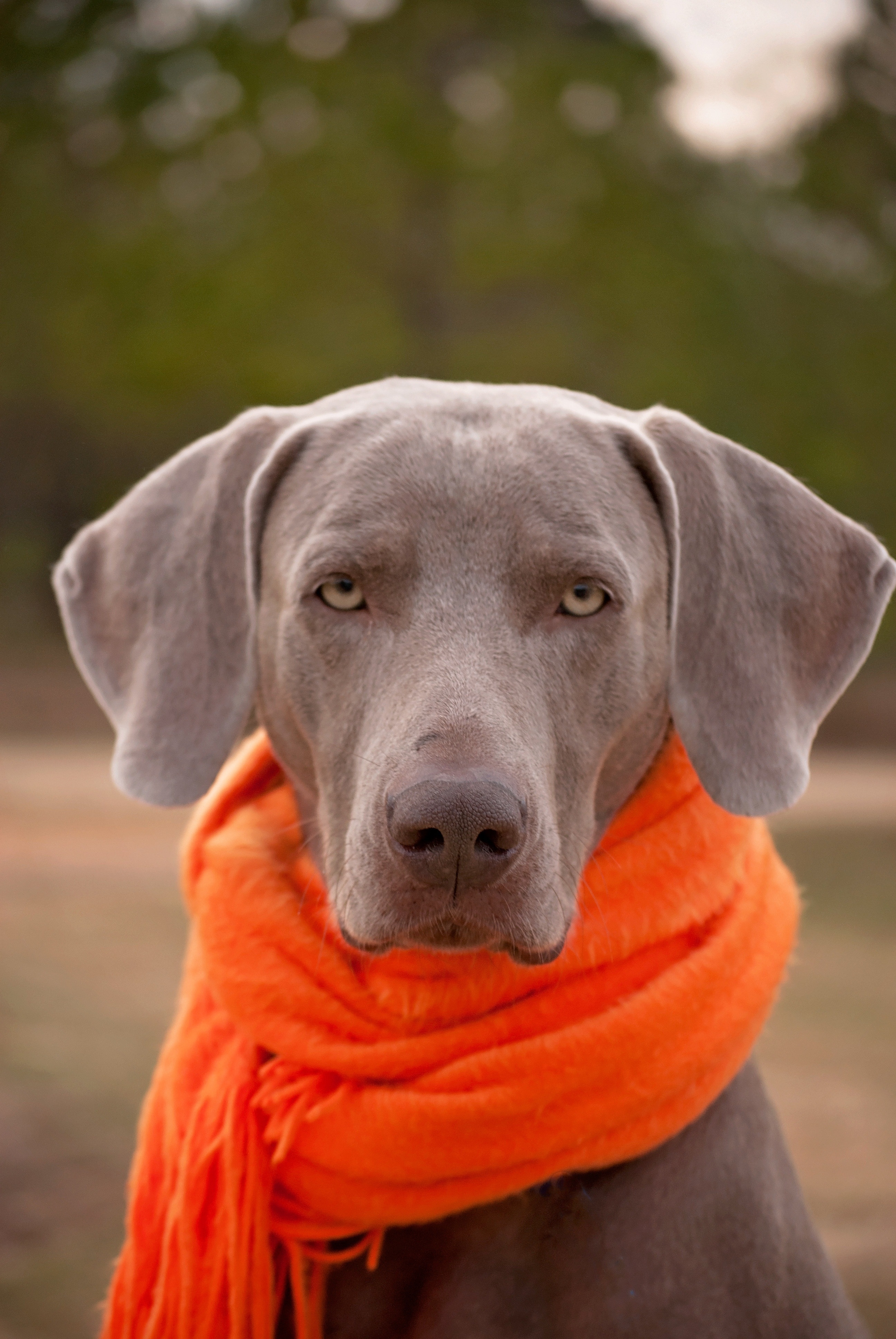 Free download Weimaraner High Definition Wallpapers Animal Planet HD  [1920x1280] for your Desktop, Mobile & Tablet | Explore 76+ Weimaraner  Wallpaper, Weimaraner Wallpaper, Weimaraner Wallpaper for Computers,