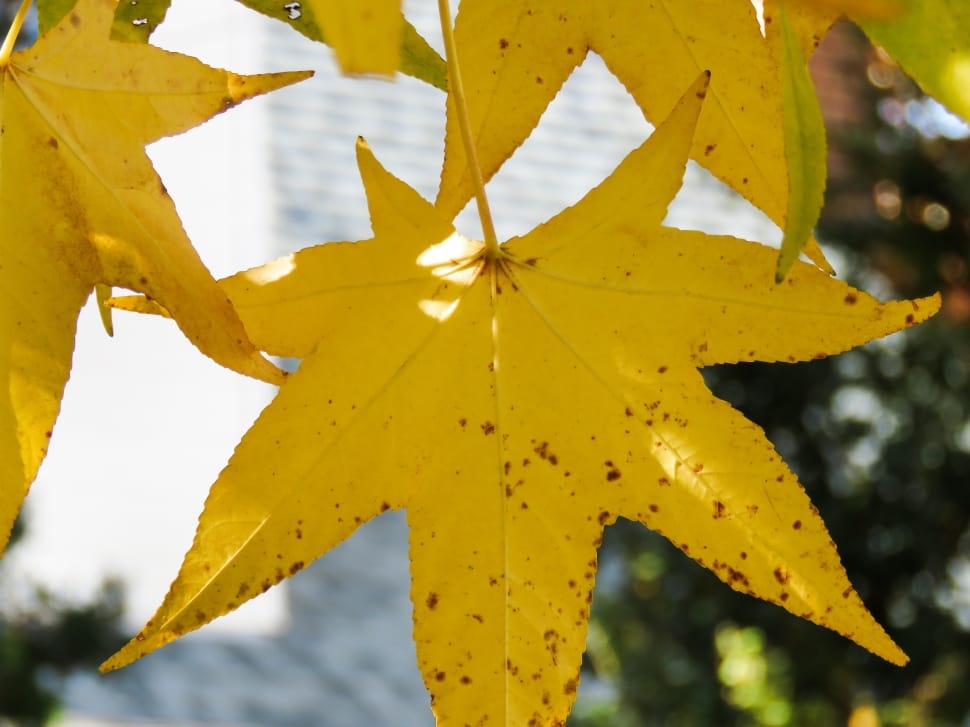 Autumn Leaves, Colorful, Nature, Fall, yellow, close-up preview