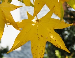 Autumn Leaves, Colorful, Nature, Fall, yellow, close-up thumbnail