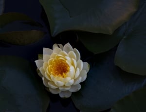 closeup photography of white and yellow petal flower thumbnail