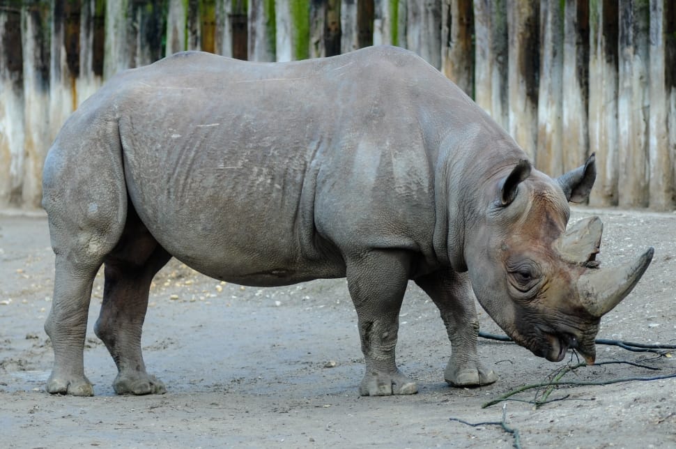 rhinoceros preview