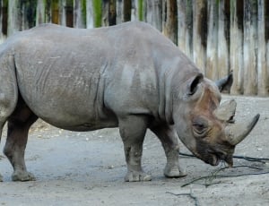 rhinoceros thumbnail