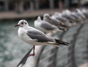 flock of white and grey birds on grey metal rail during daytime thumbnail