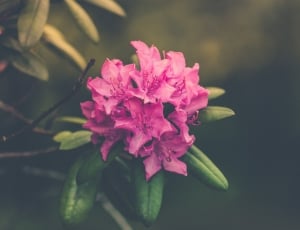 pink flower thumbnail