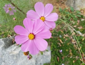 2 pink flowers thumbnail