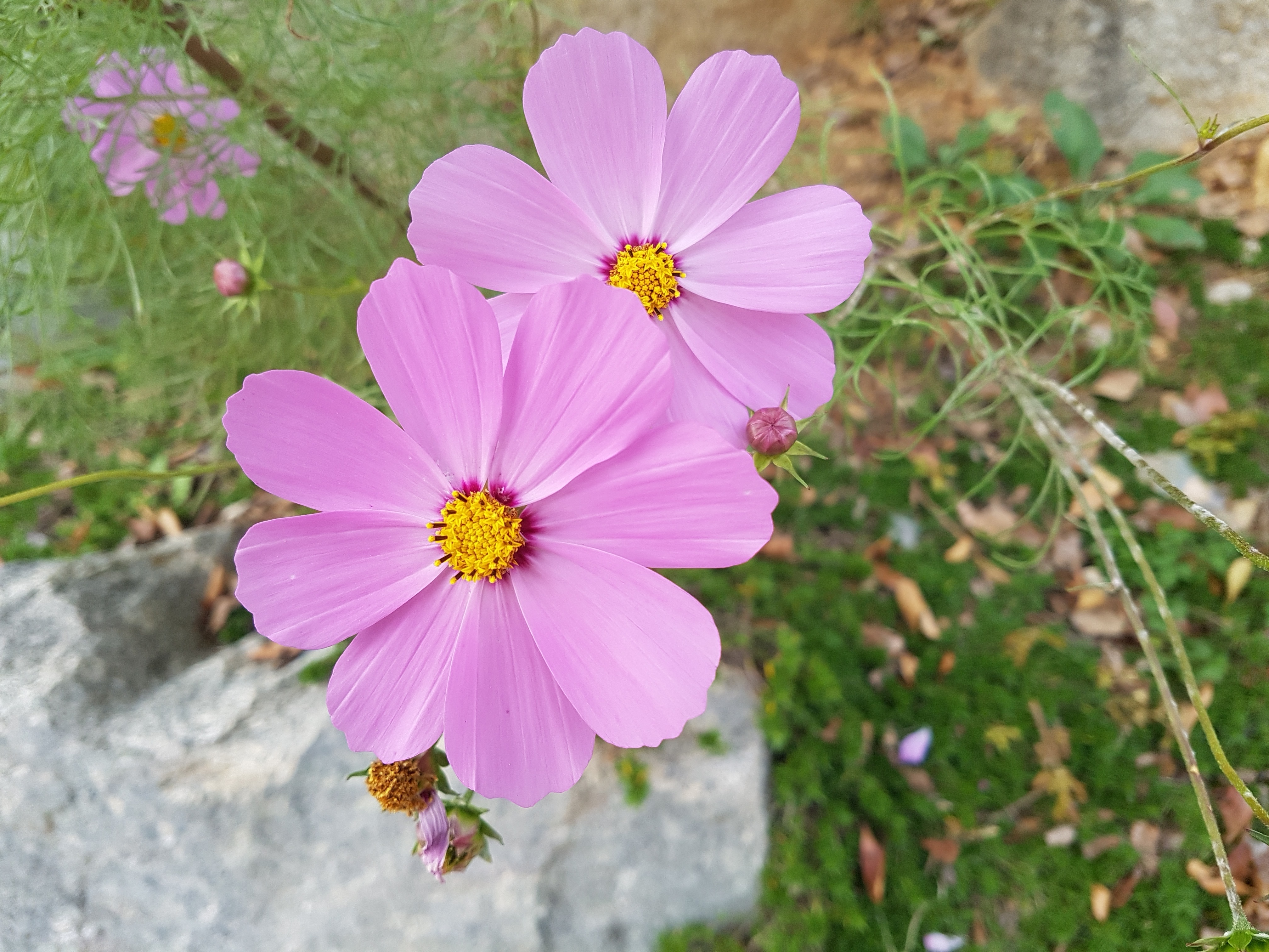 2 pink flowers