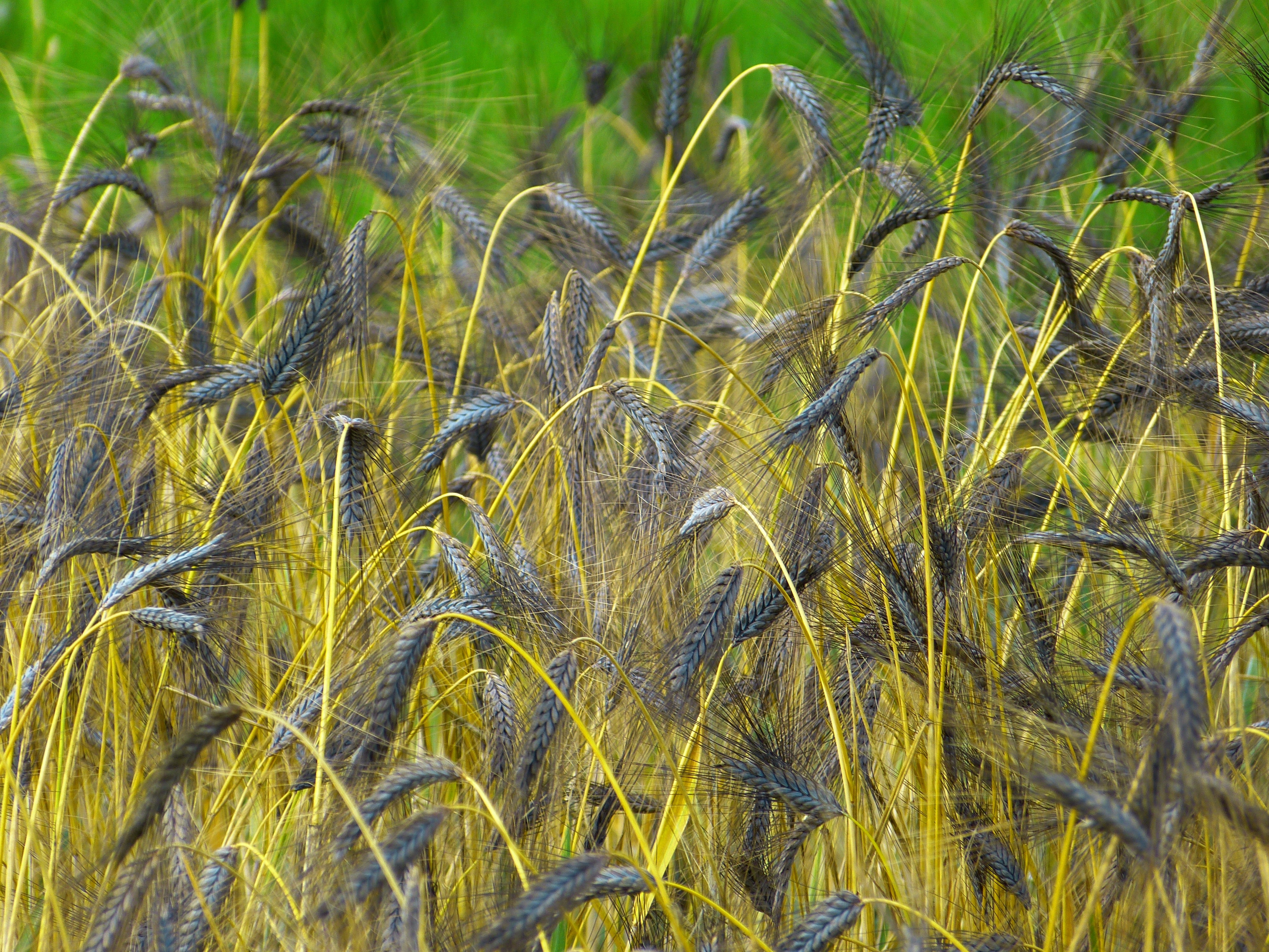 gray yellow grass field