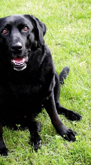 black dog sitting on grass thumbnail