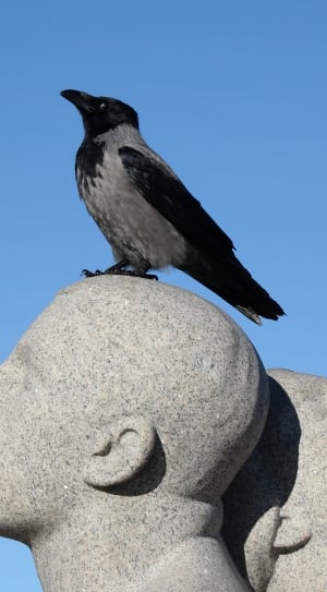 gray and black feathered bird thumbnail