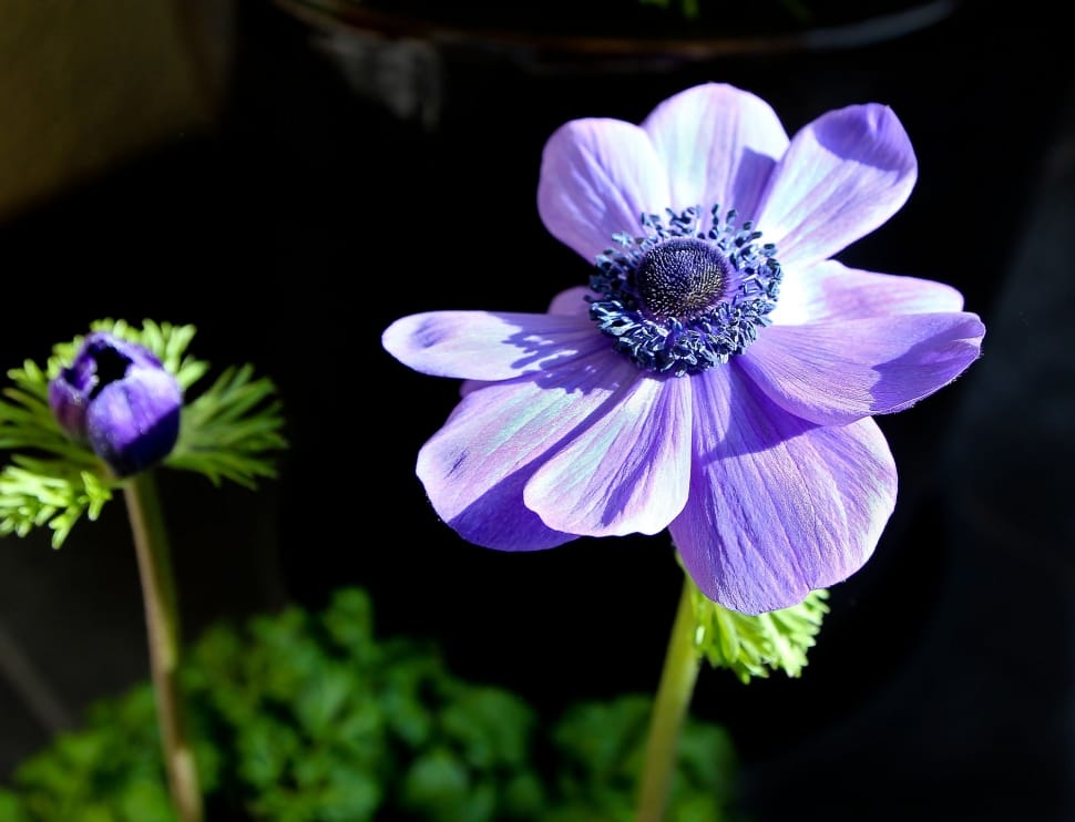 Nature, Color, Violet, Plant, Flower, flower, purple preview