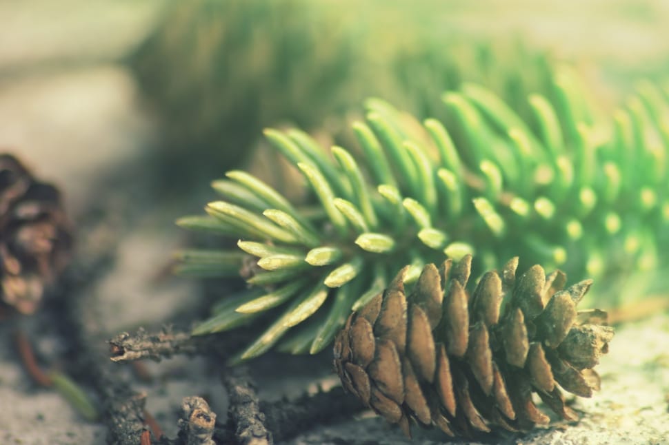 brown and green pinecone preview