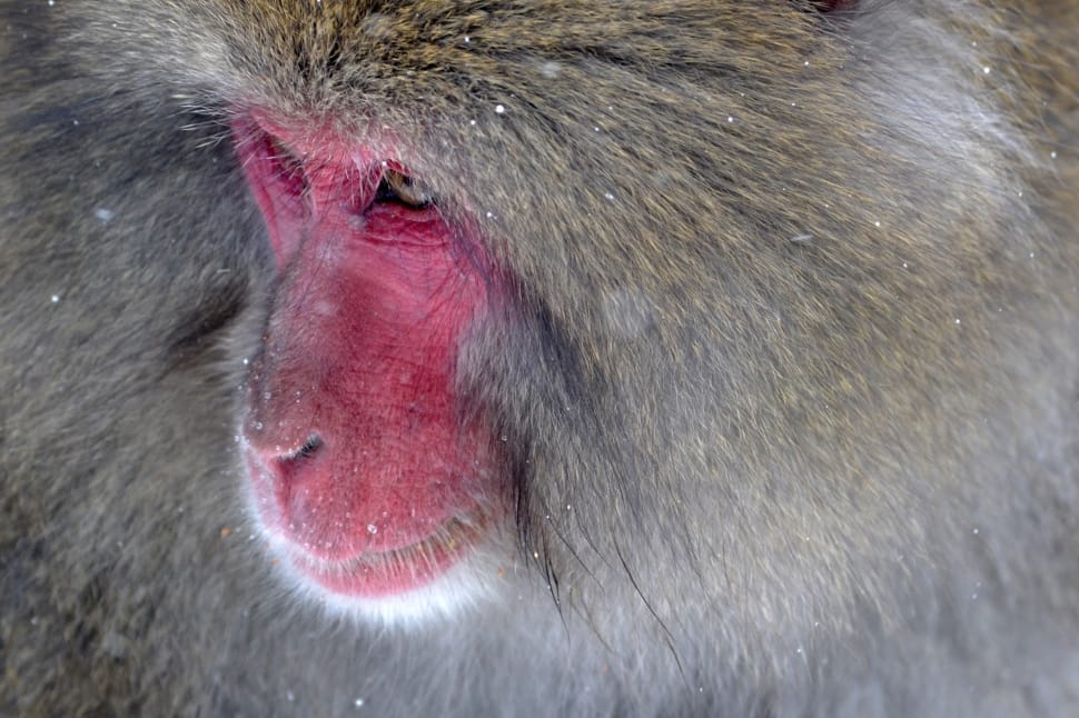 red face baboon preview