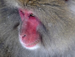 red face baboon thumbnail
