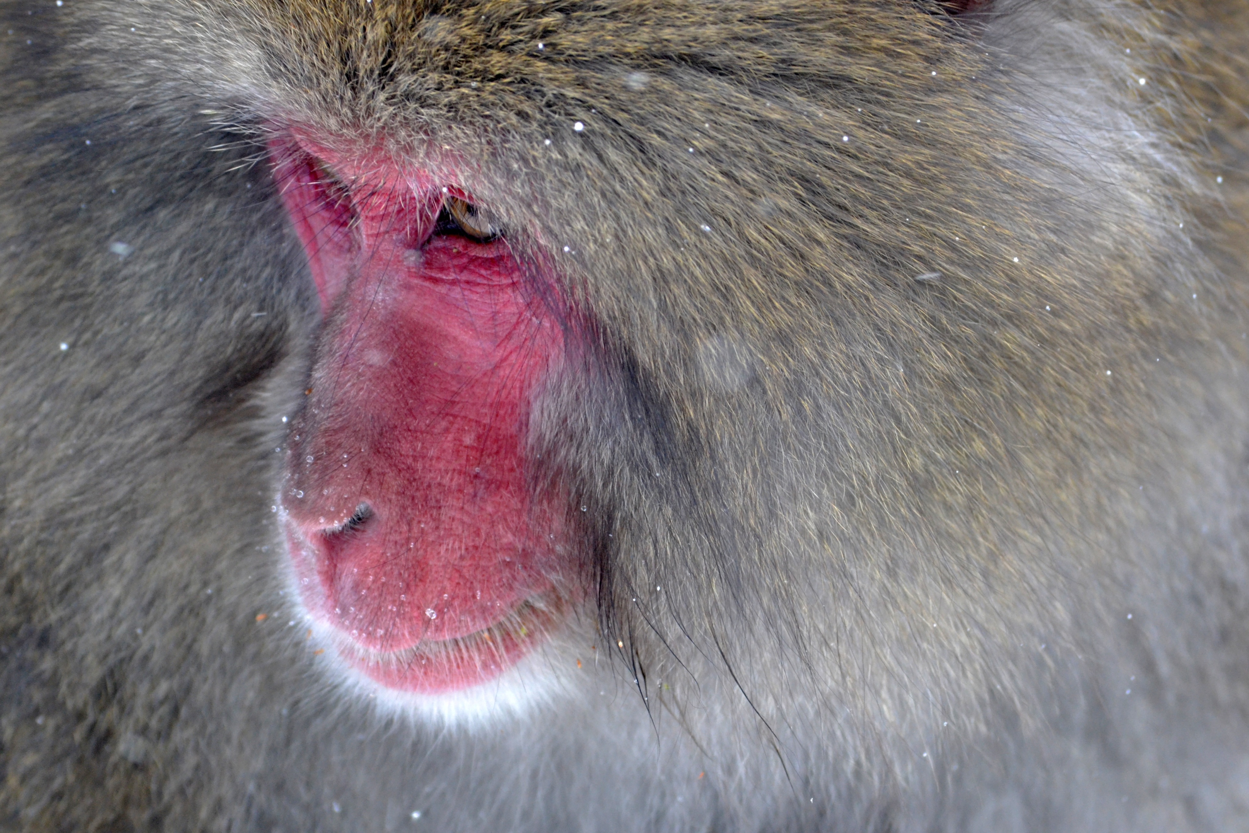 red face baboon