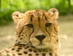 shallow focus photography of Leopard during daytime thumbnail