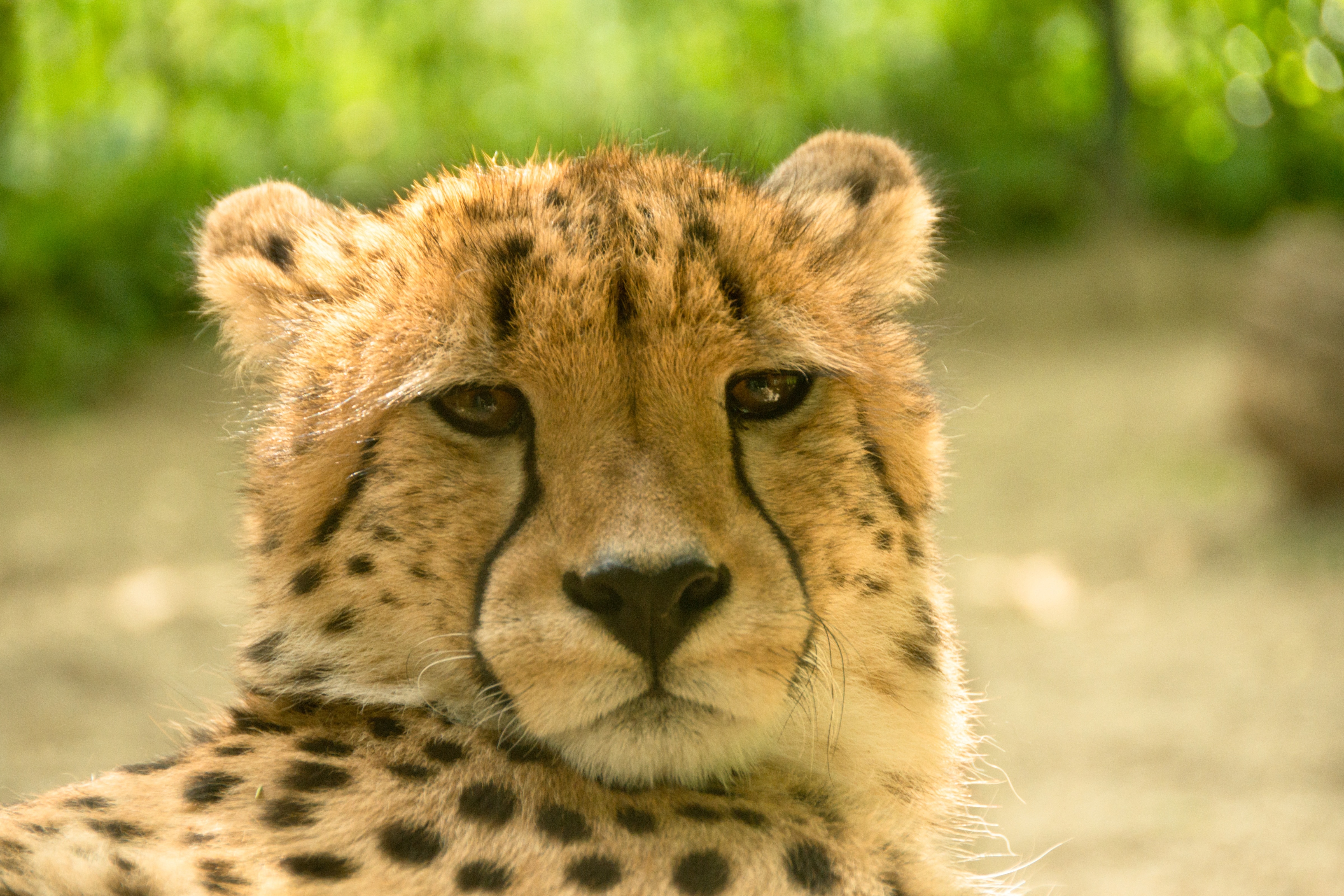 shallow focus photography of Leopard during daytime