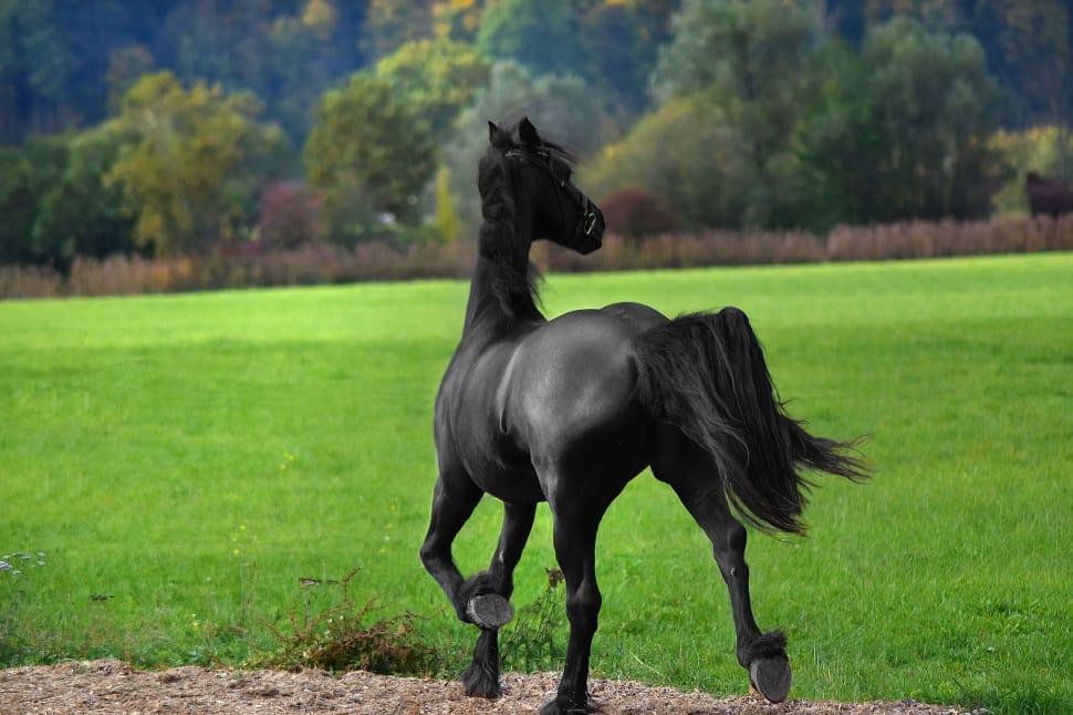 black horse beside green grass open field during daytime preview