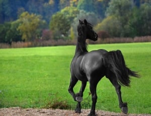 black horse beside green grass open field during daytime thumbnail