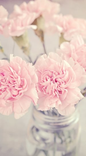 Pink, Cloves, Flowers, Pink Flowers, flower, pink color thumbnail