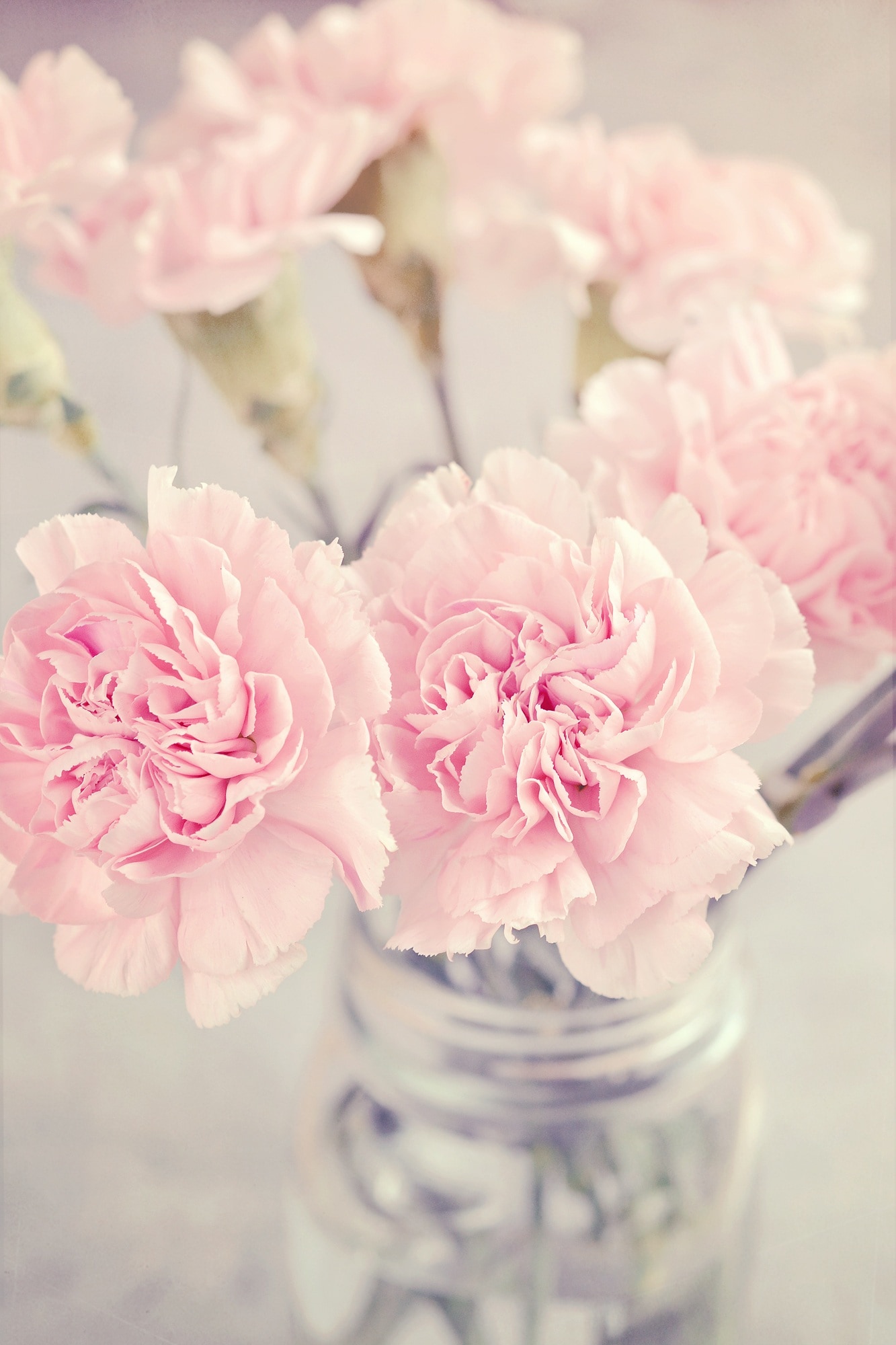 Pink, Cloves, Flowers, Pink Flowers, flower, pink color