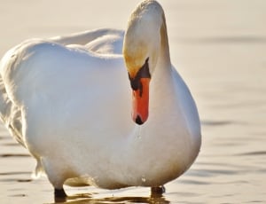 white duck on water thumbnail
