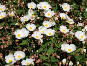 white and yellow flowers thumbnail