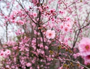 cherry blossom tree thumbnail