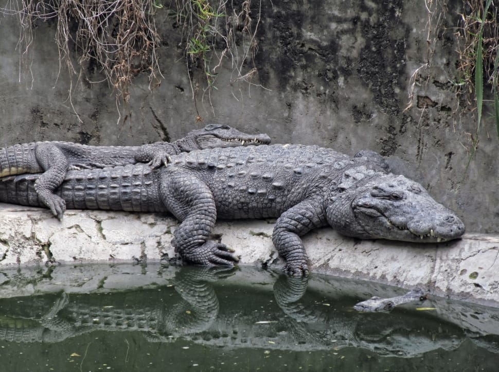 2 gray crocodiles preview