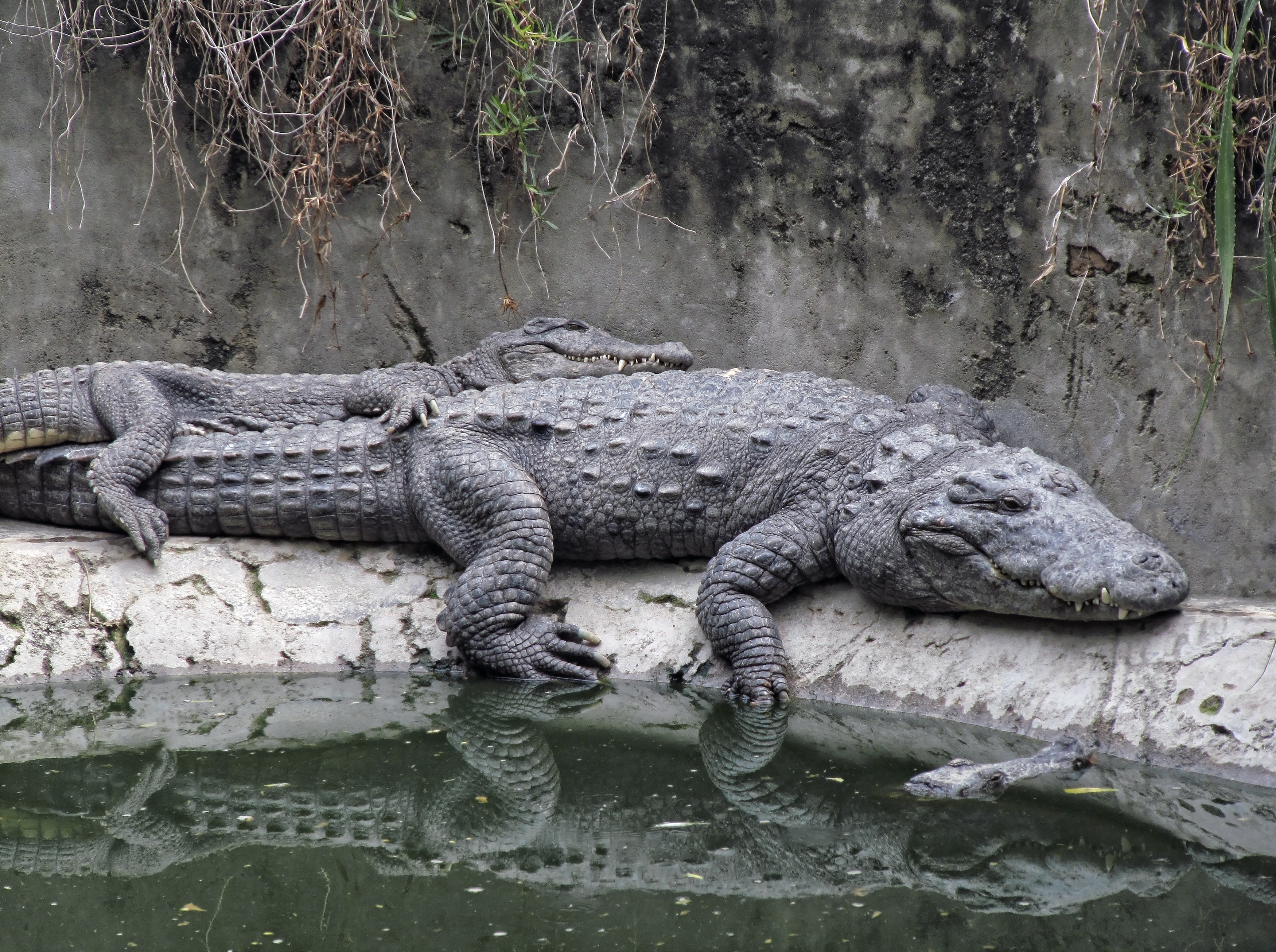 2 gray crocodiles