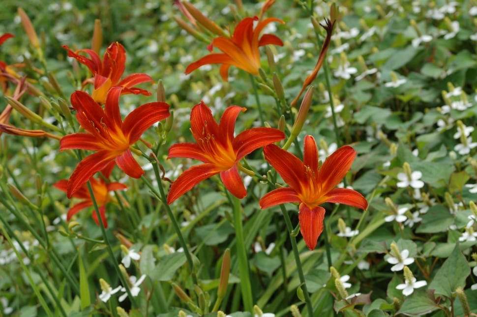 red petaled flower lot preview