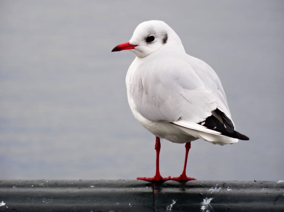 white and red beak bird preview