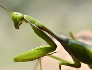 close up photo of praying mantis thumbnail