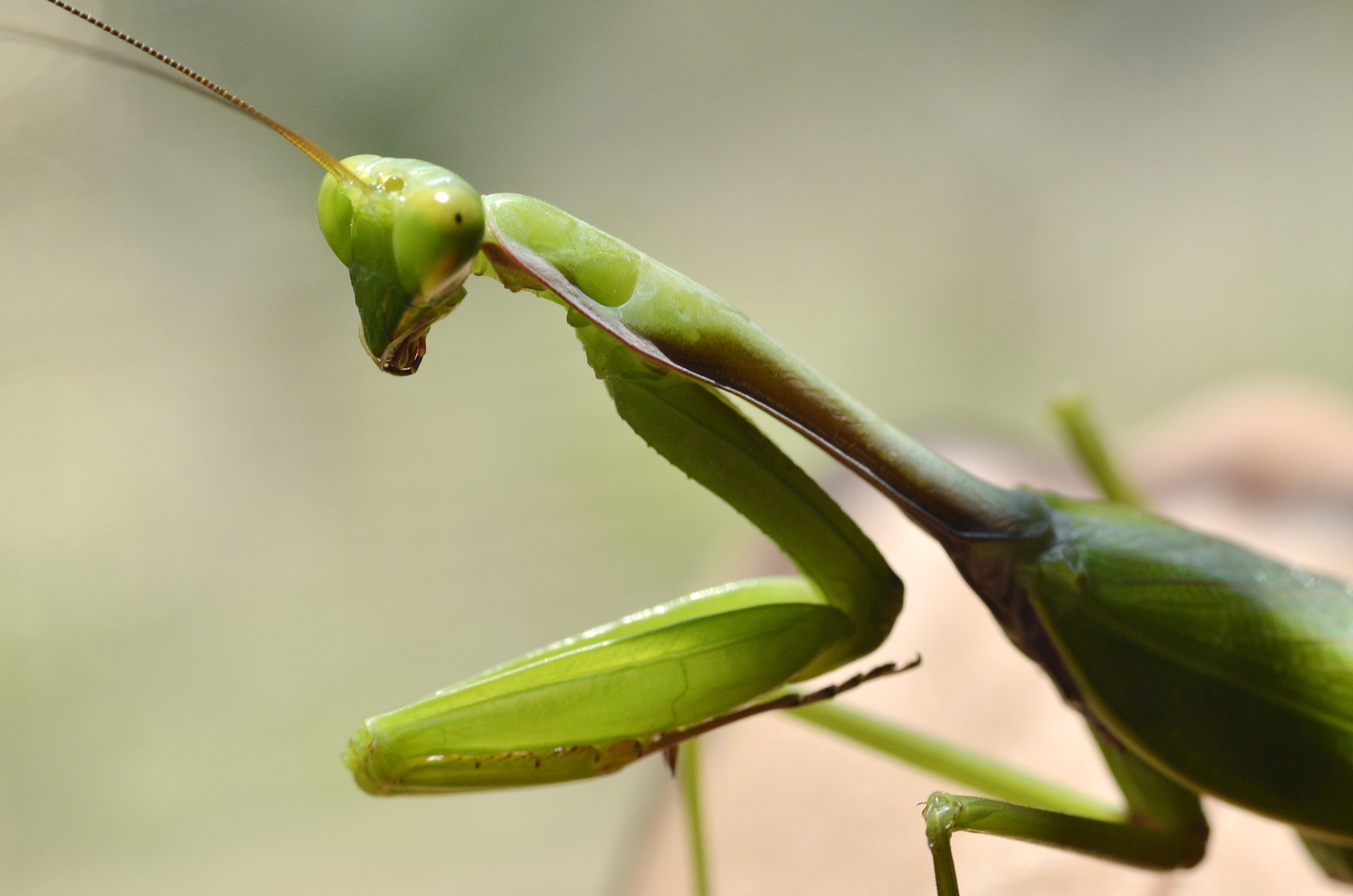 close up photo of praying mantis