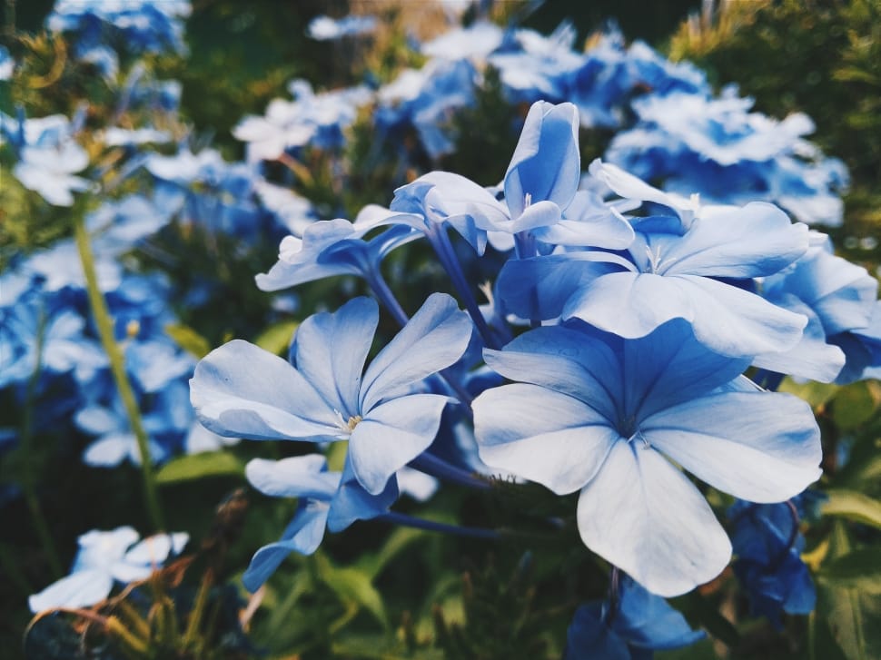 shallow focus photography of blue petal flowers field preview