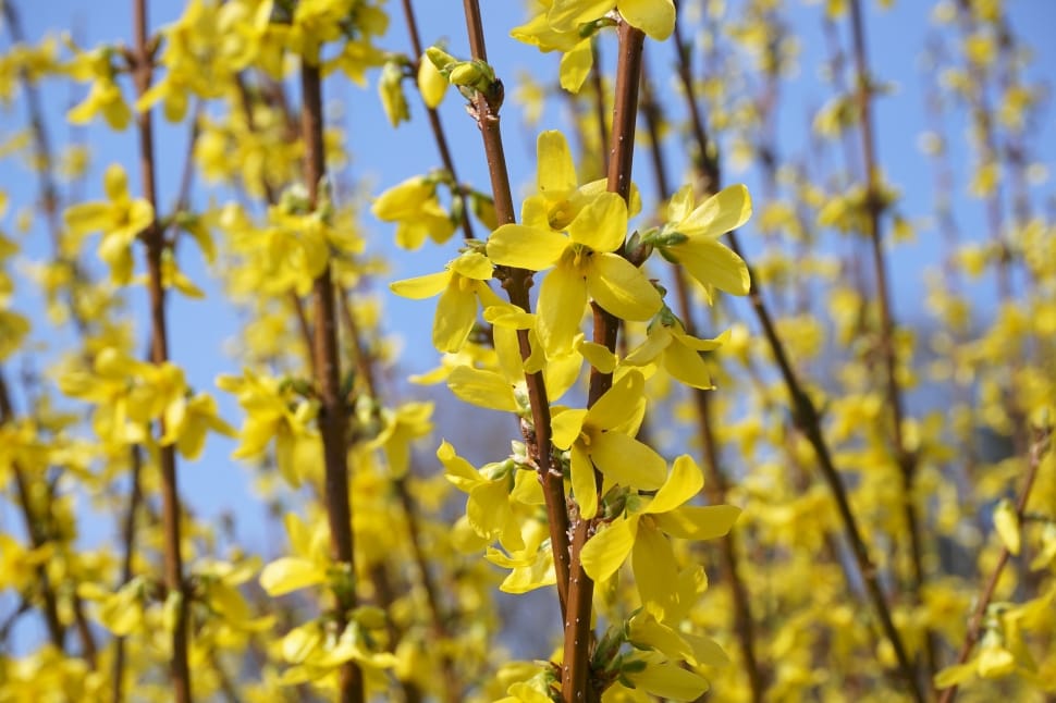 Sepals, Forsythia, Gold Lilac, yellow, nature preview