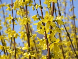 Sepals, Forsythia, Gold Lilac, yellow, nature thumbnail