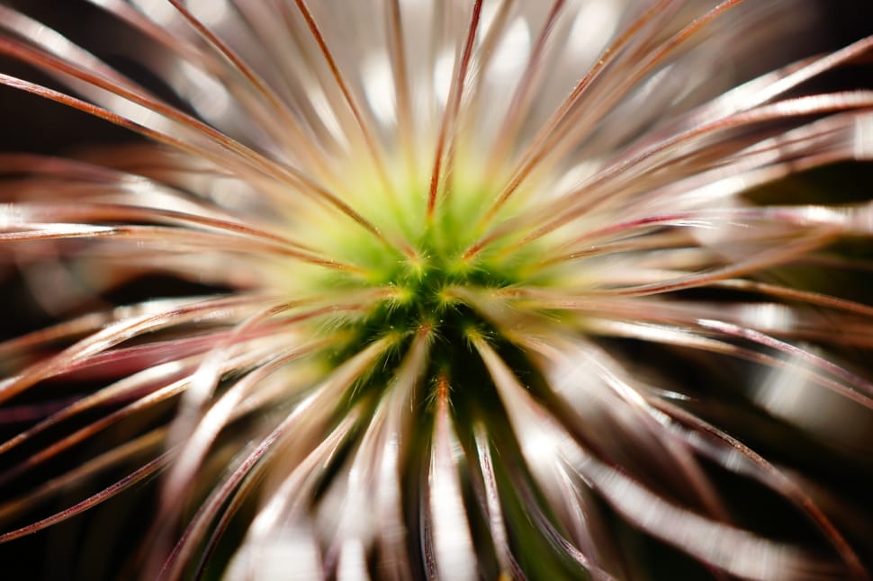 Affix, Flowers, The Flowers Drink, Makro, abstract, full frame preview