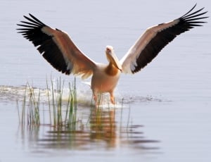 pelican on the swamp thumbnail
