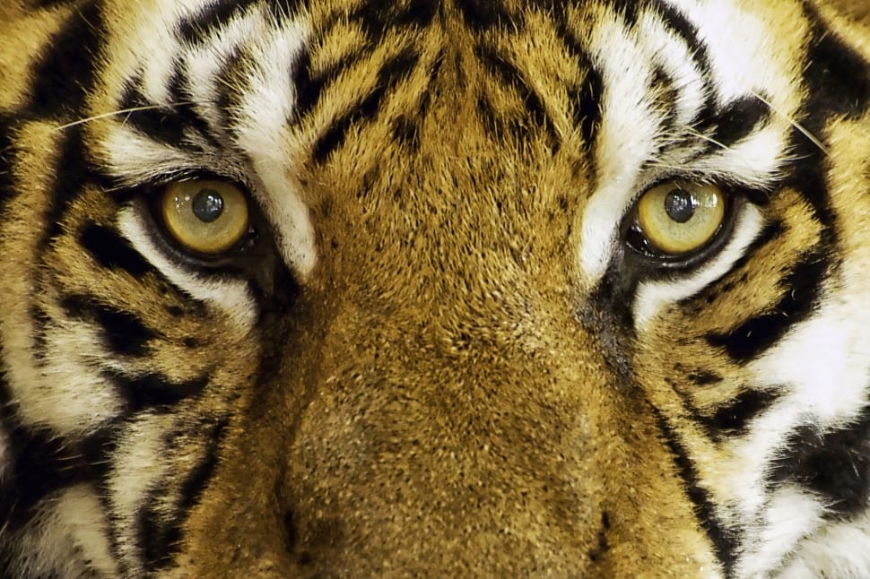 Feline, Wild, Zoo, Wild Animal, Tiger, one animal, looking at camera preview