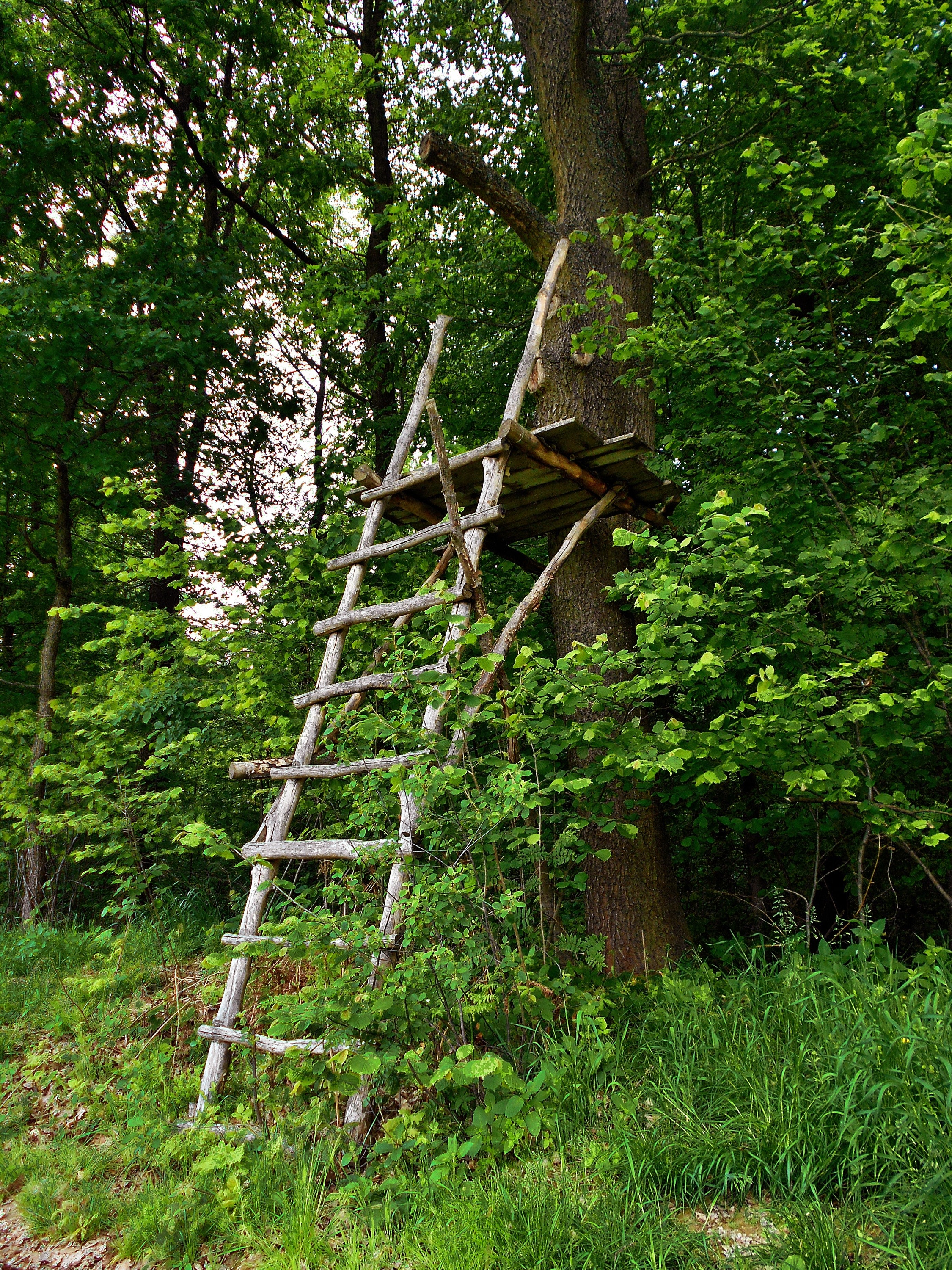 gray tree ladder