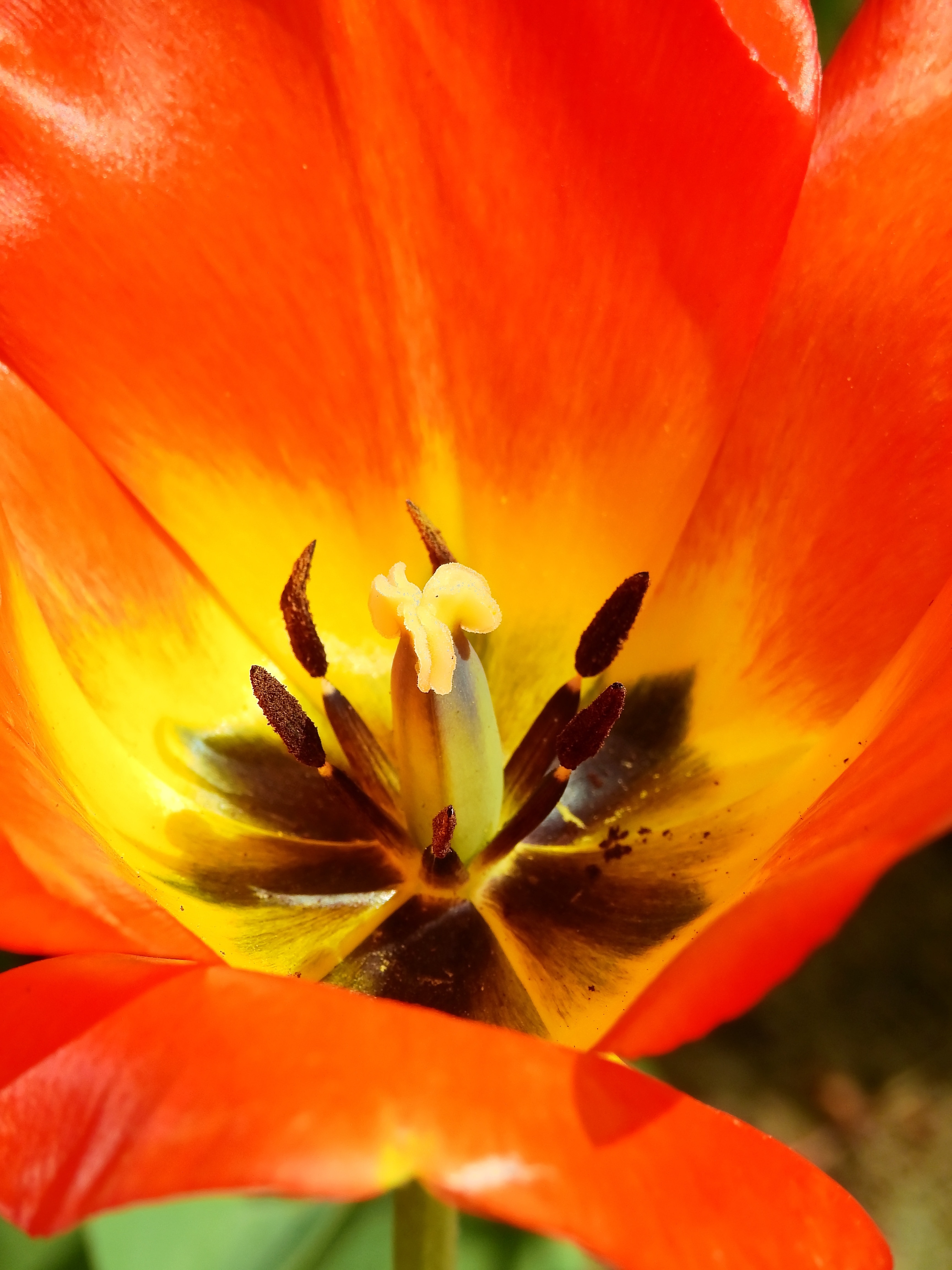red petaled flower in closeup shot