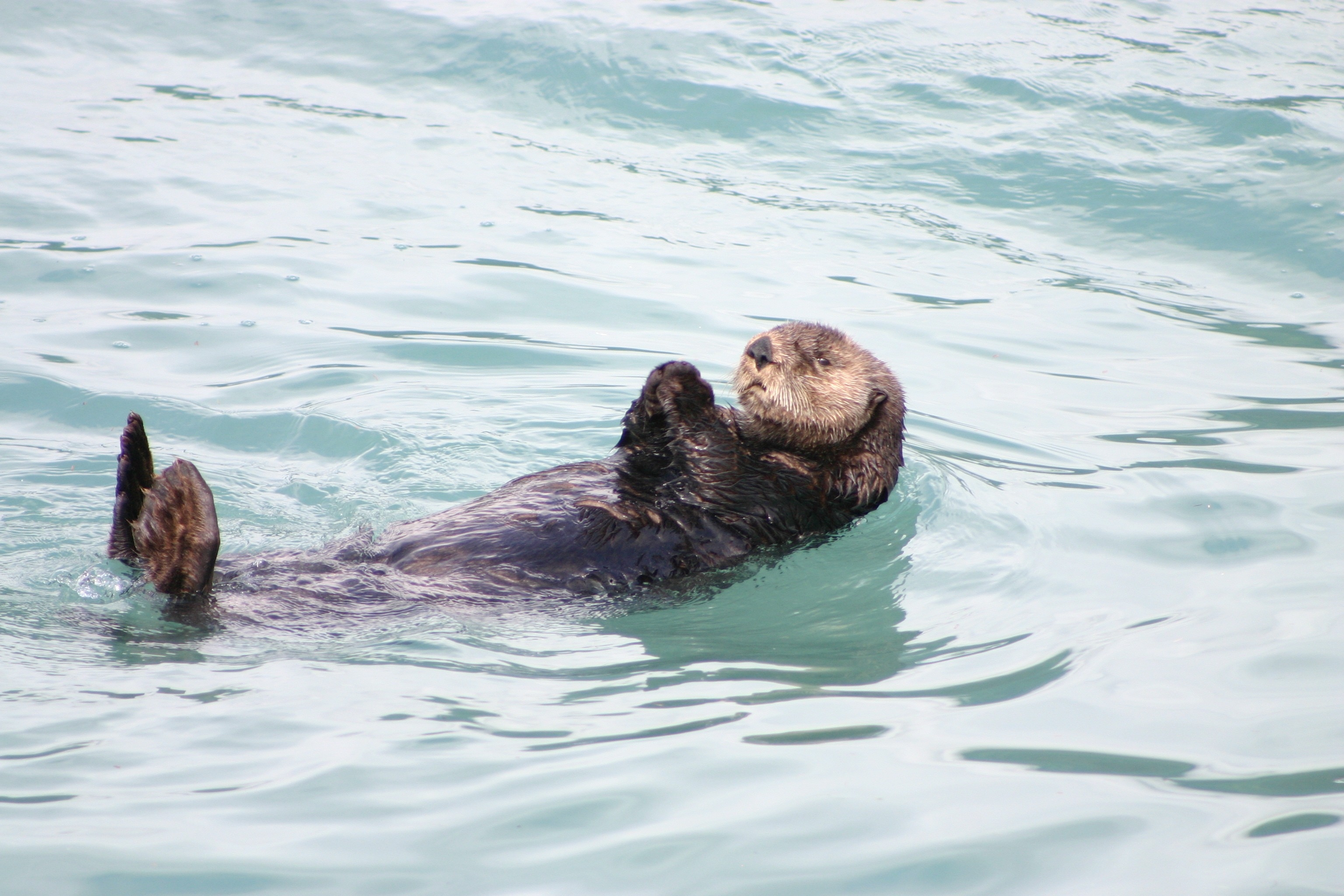 1920x1080 wallpaper | brown sea otter | Peakpx