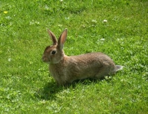 brown hare in grass thumbnail